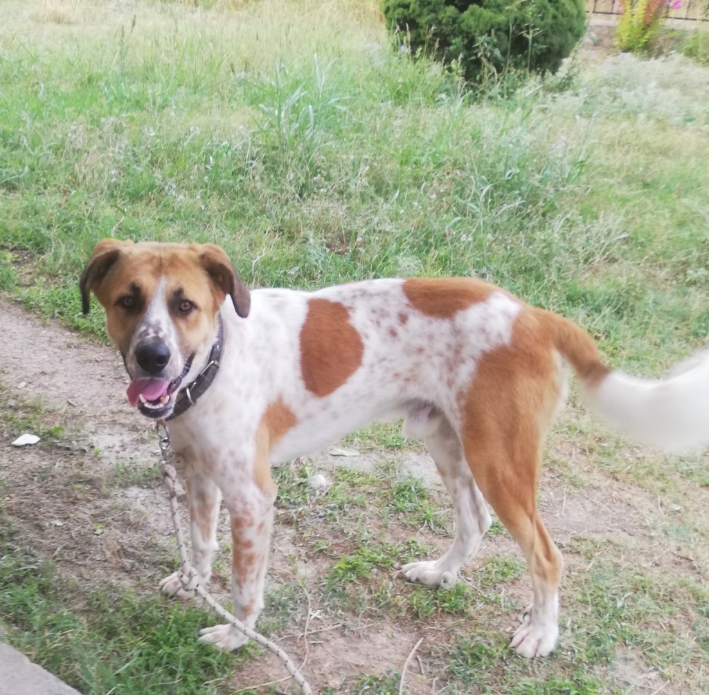 Tsambikos, genannt Sammy, steht vollständig sichtbar im Garten.
