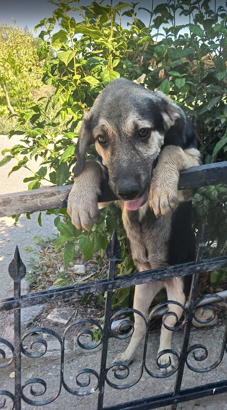Amy am Gartentor – ANIMAL HOPE GREECE