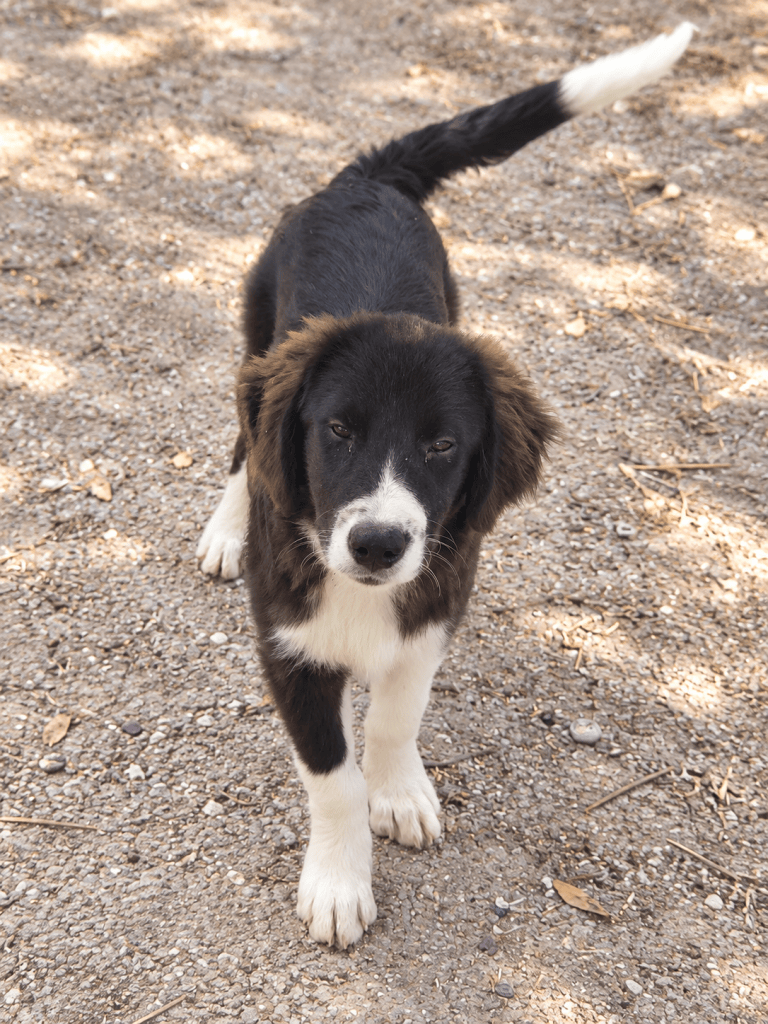 Berni – RESERVIERT
