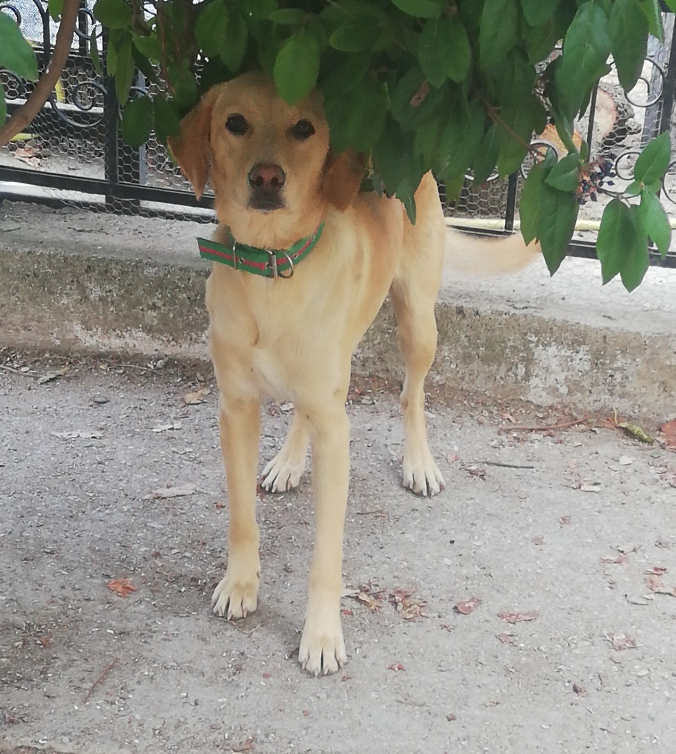 Ο Henry στέκεται κάτω από ένα δέντρο και κοιτάζει την κάμερα.