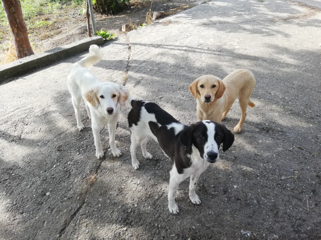 Drei gerettete Hunde von ANIMAL HOPE GREECE