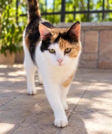 Mia, eine dreifarbige Katze, sucht ein liebevolles Zuhause