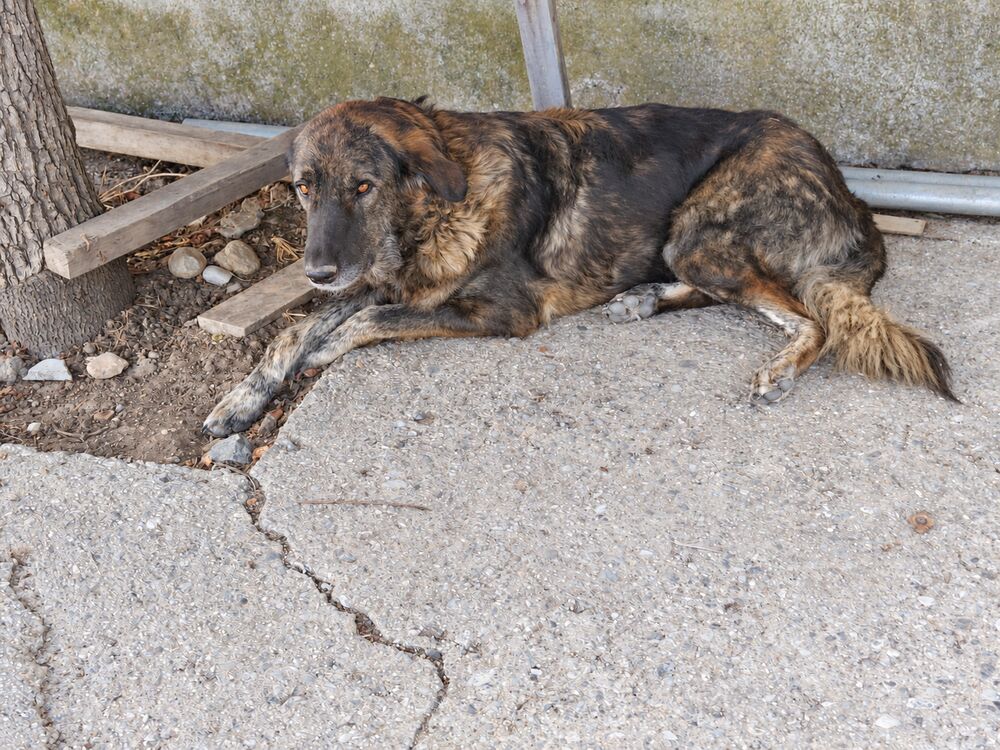 Ronja als Ganzkörperaufnahme – ANIMAL HOPE GREECE