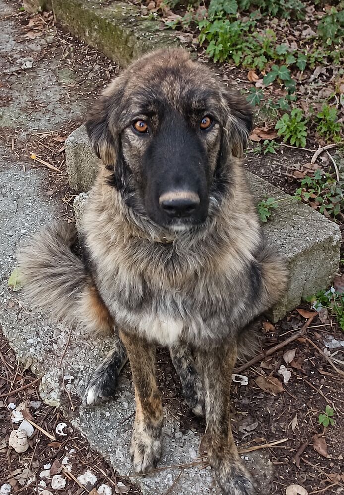 Ronja