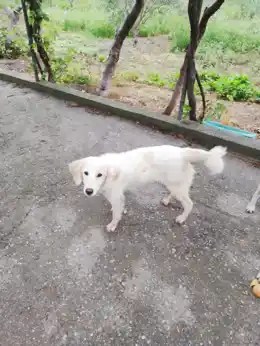Xioni, ein weisser Rüde, geht auf einem Kiesweg im Garten